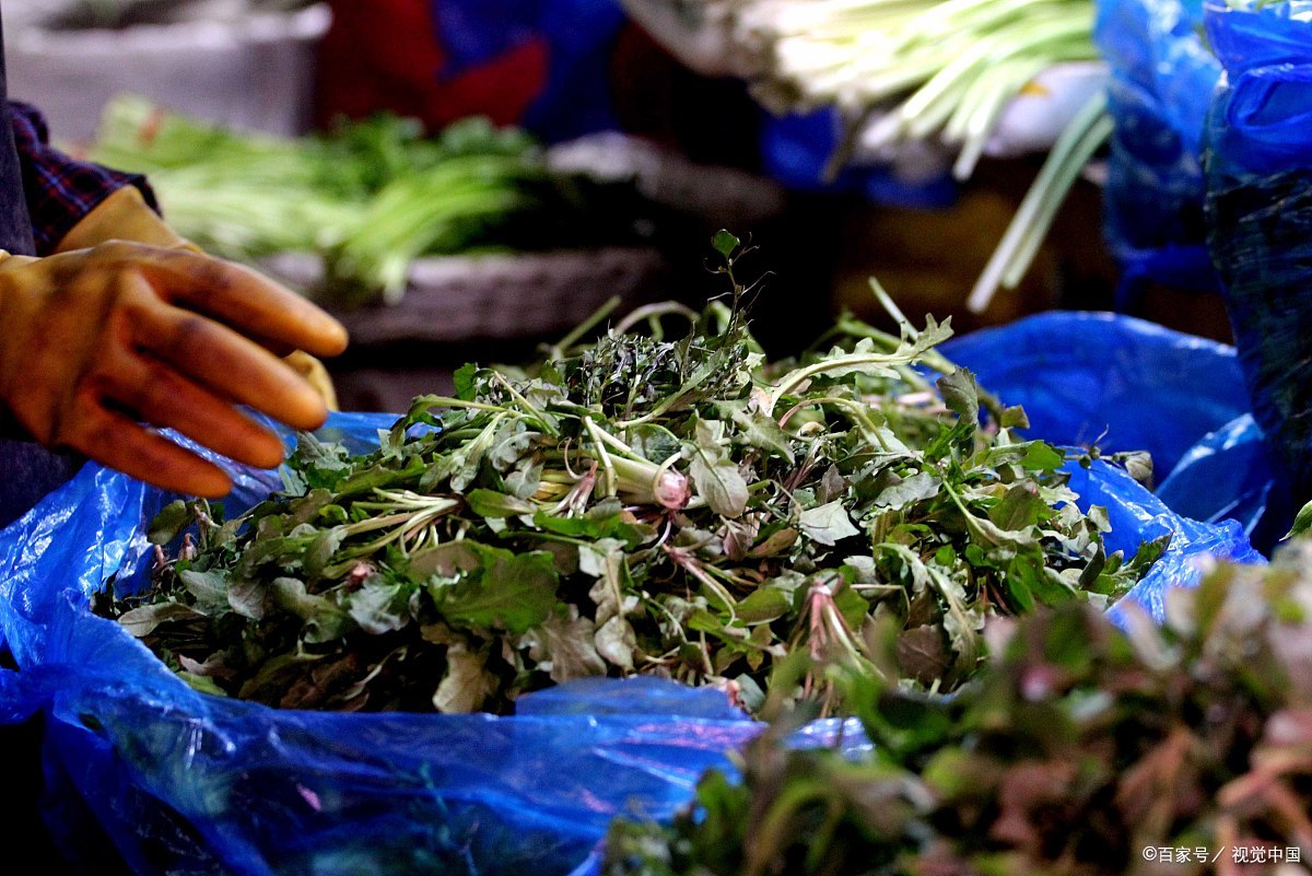 春天养生多吃荠菜,中医:常吃荠菜有5大好处