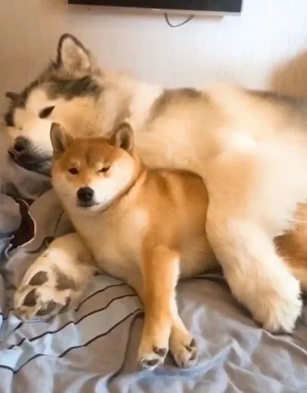 陪柴犬长大的阿拉斯加,这体型反差萌,简直太可爱了!