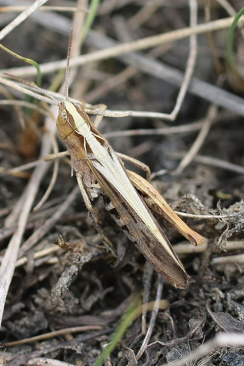 9999 云南黄脊竹蝗来袭!如何应对这可爱的小麻烦精?