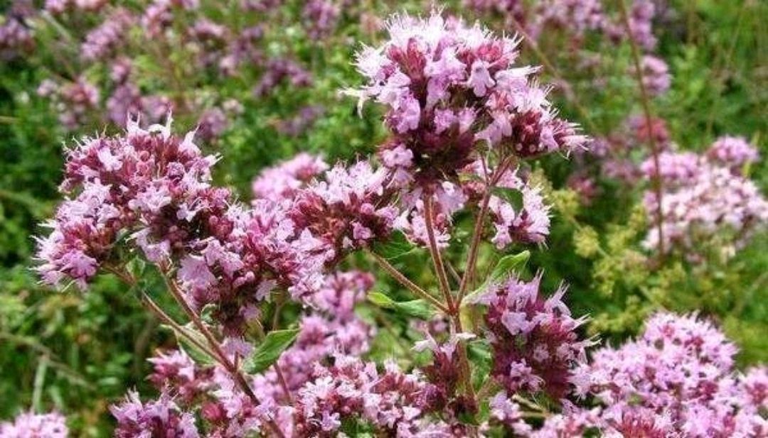 相遇美好059:甜马郁兰——面对自己