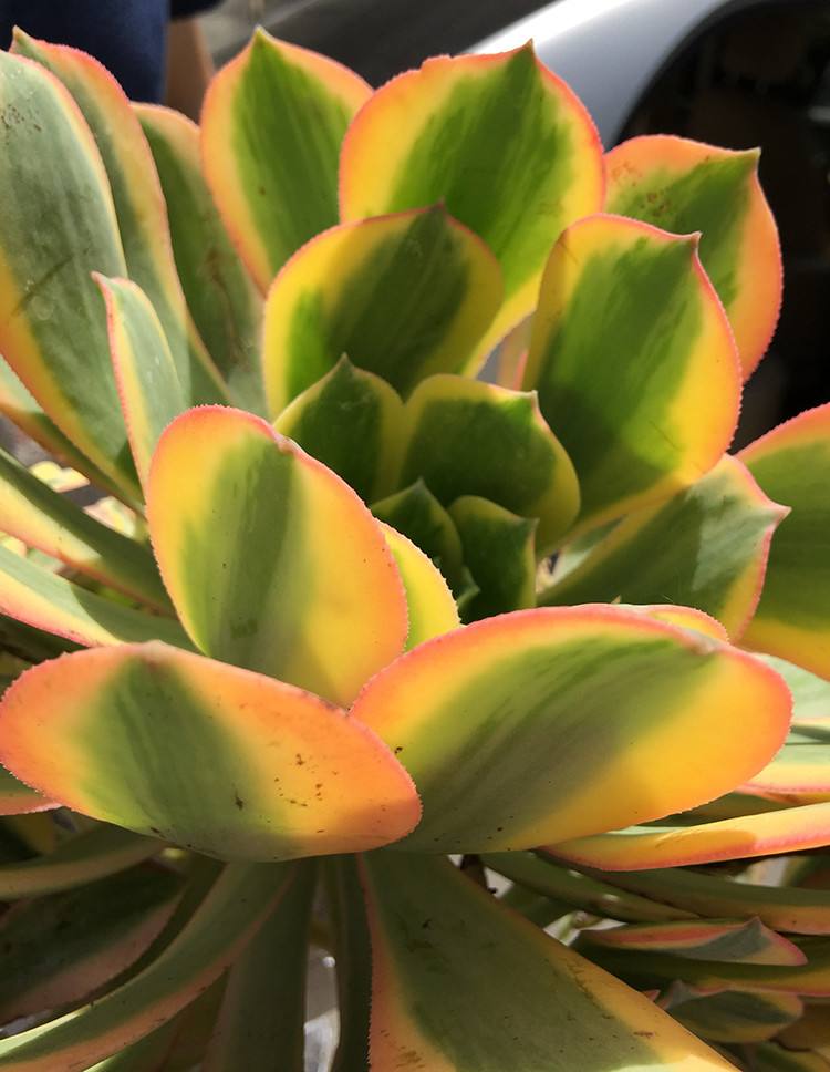 灿烂这种多肉,也叫中斑莲花掌,花纹漂亮状态更不用说