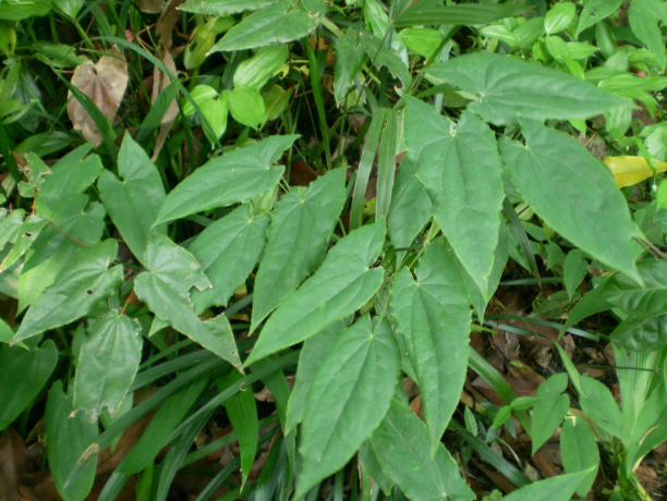 这种野草名字虽怪,但它却有着不错的药用价值,是男人专用的补药