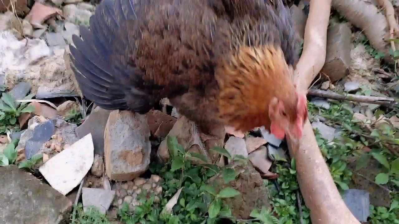 看鸡妈妈是如何护子的,它可不管你是一头牛还是一头象