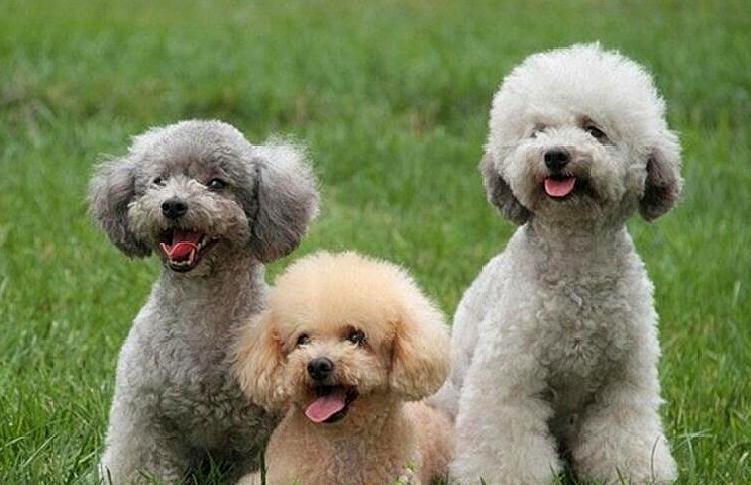 要更好的拉近和贵宾犬的距离,家长一定要积极的与狗狗互动,做游戏,带