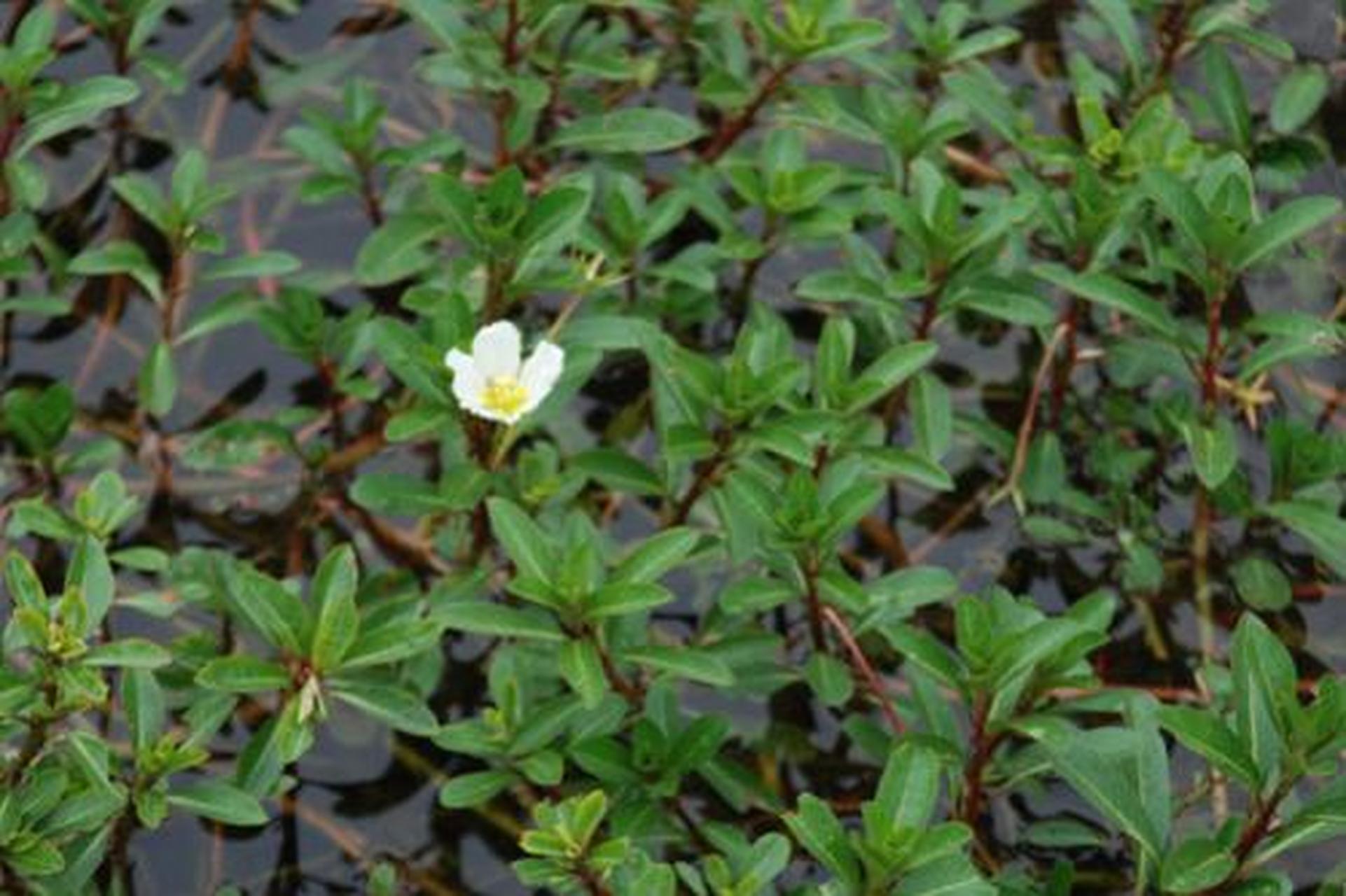 科普知识竞赛#过塘蛇,中药名.为柳叶菜科植物水龙的全草.