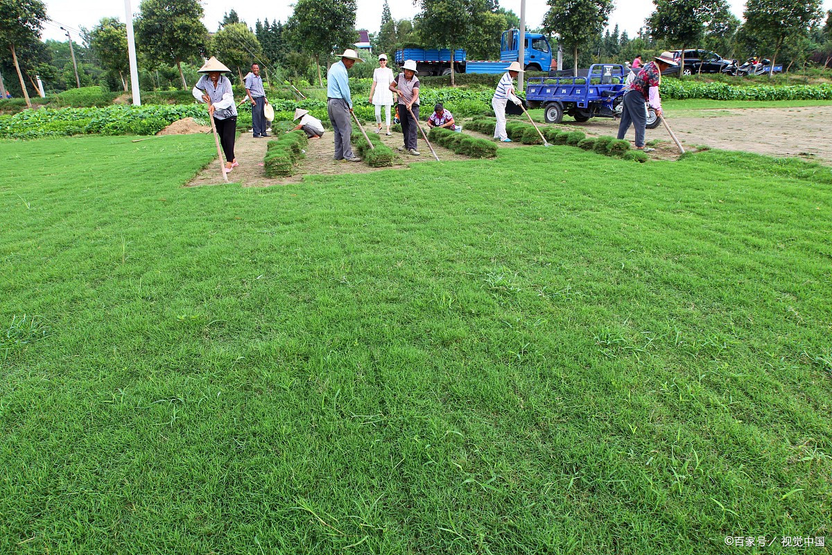铺草皮 - 2020年最新商品信息聚合专区 - 百度爱采购