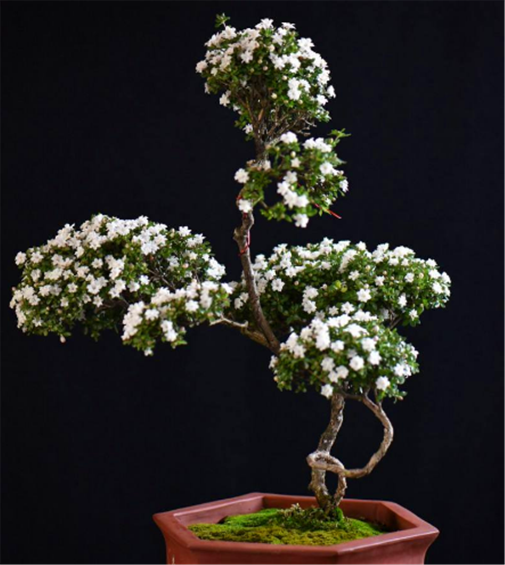 细数盆景界中的"10大名树",前面2种并列第一,最后1种少有人养