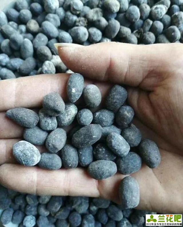 羊粪蛋在兰花养殖中的运用,绕道三尺的粪便,在兰花养殖有大作用