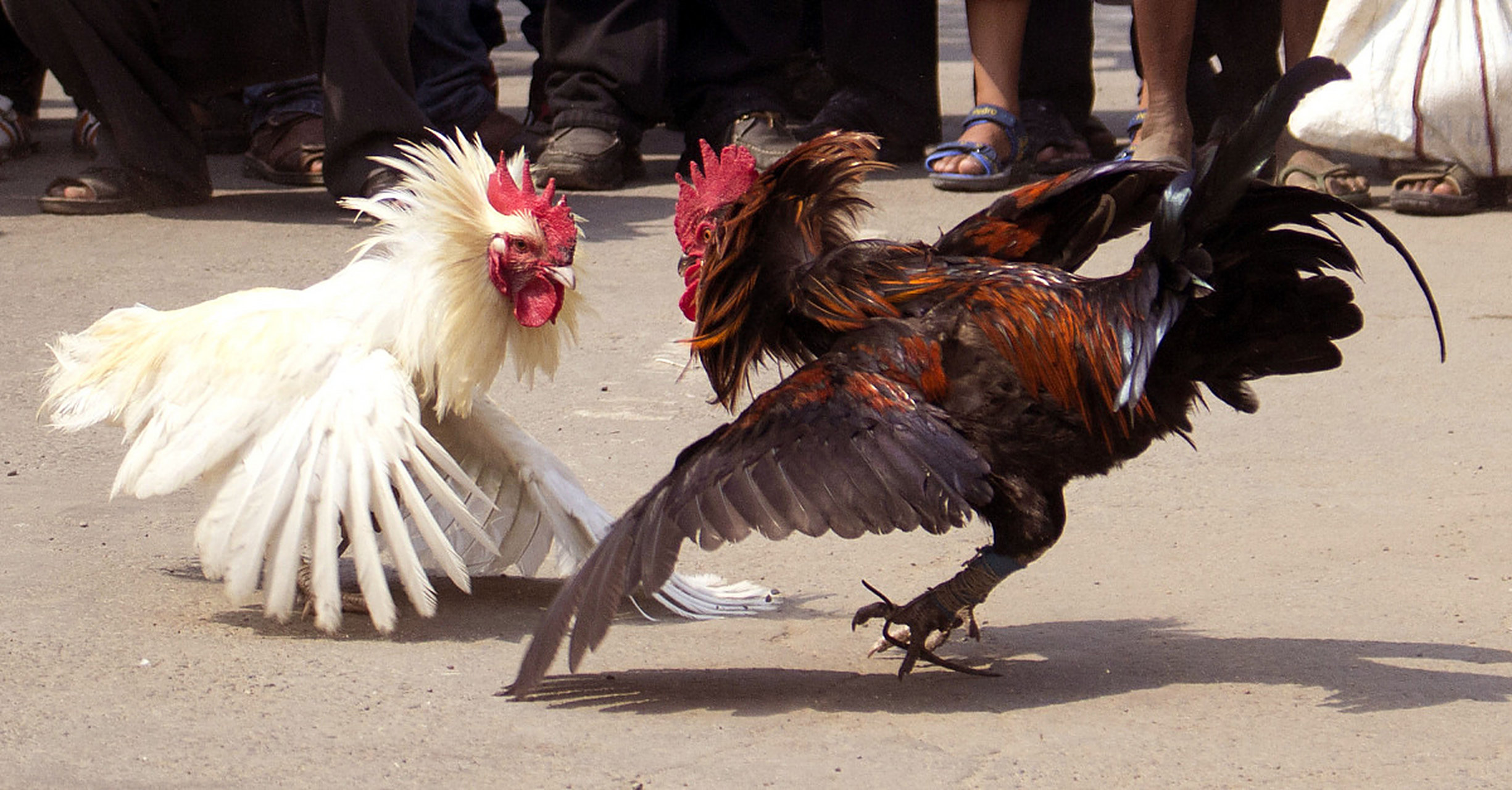 金岳霖在昆明时,养了一只很大的斗鸡