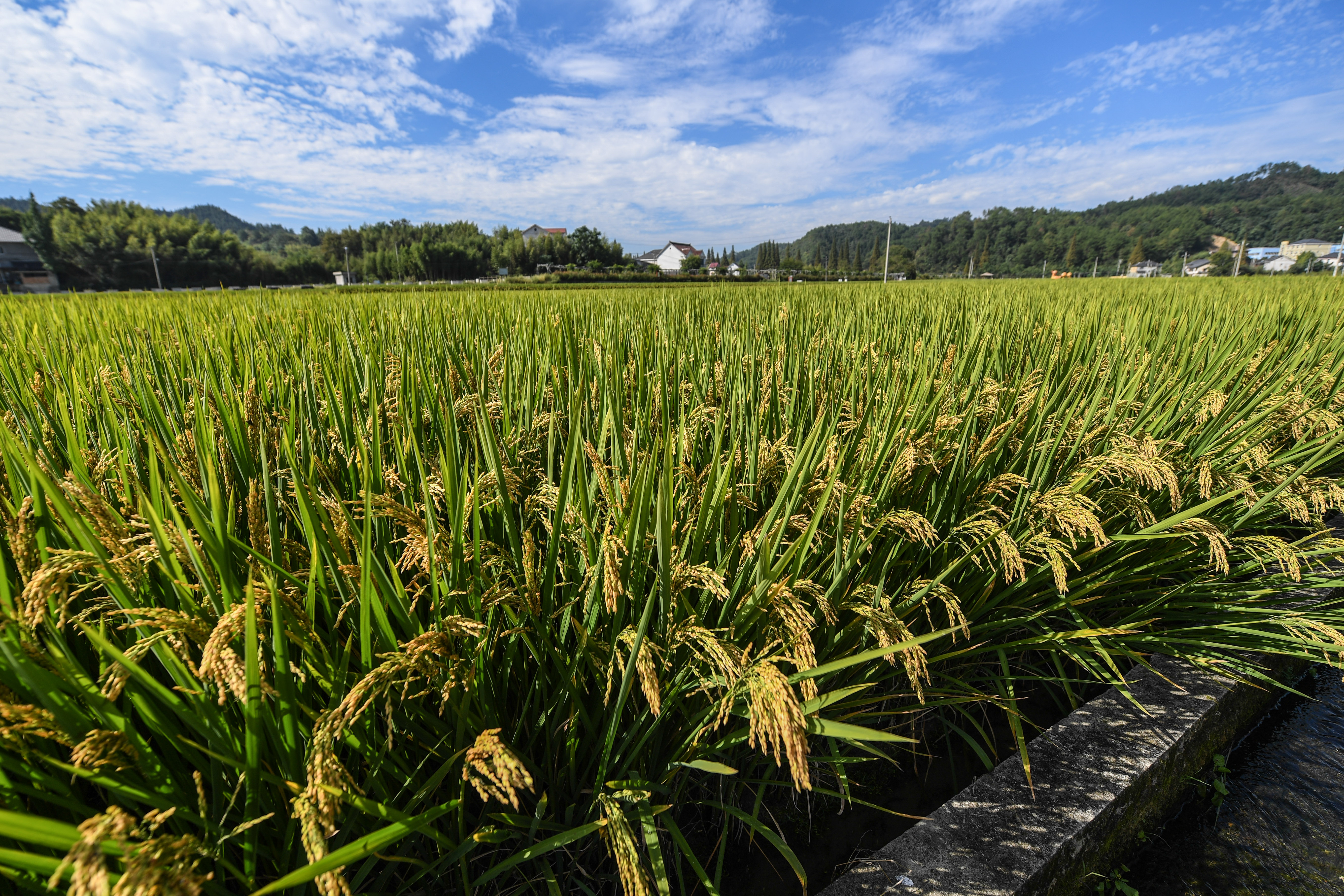 山村生态稻米迎丰收(1)