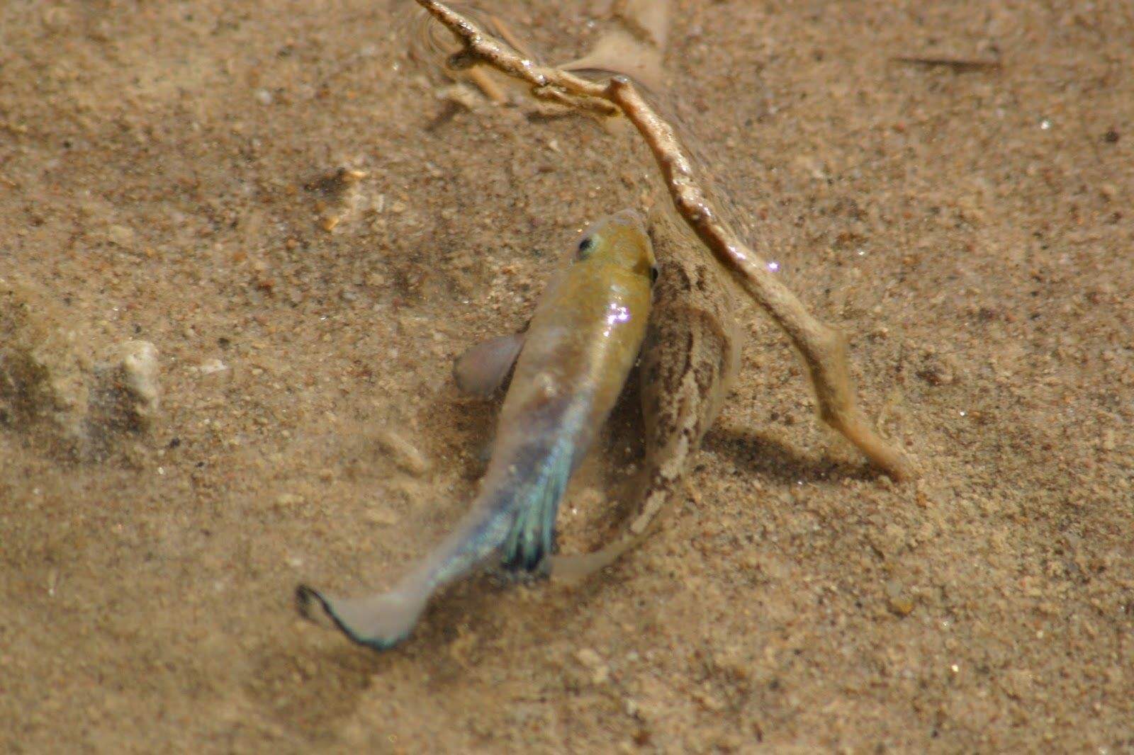 "鱼坚强":这种鱼生命力顽强到可以在沙漠中生存,你听说过吗?