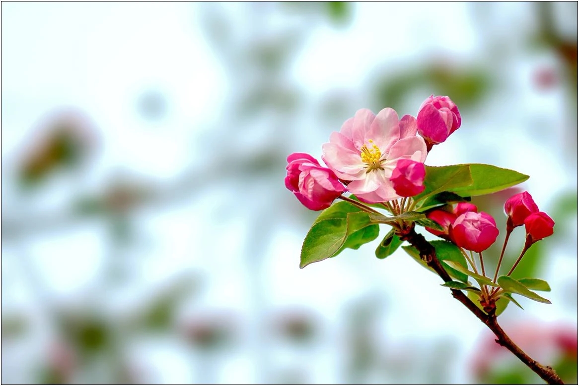 草木书:一片春心付海棠