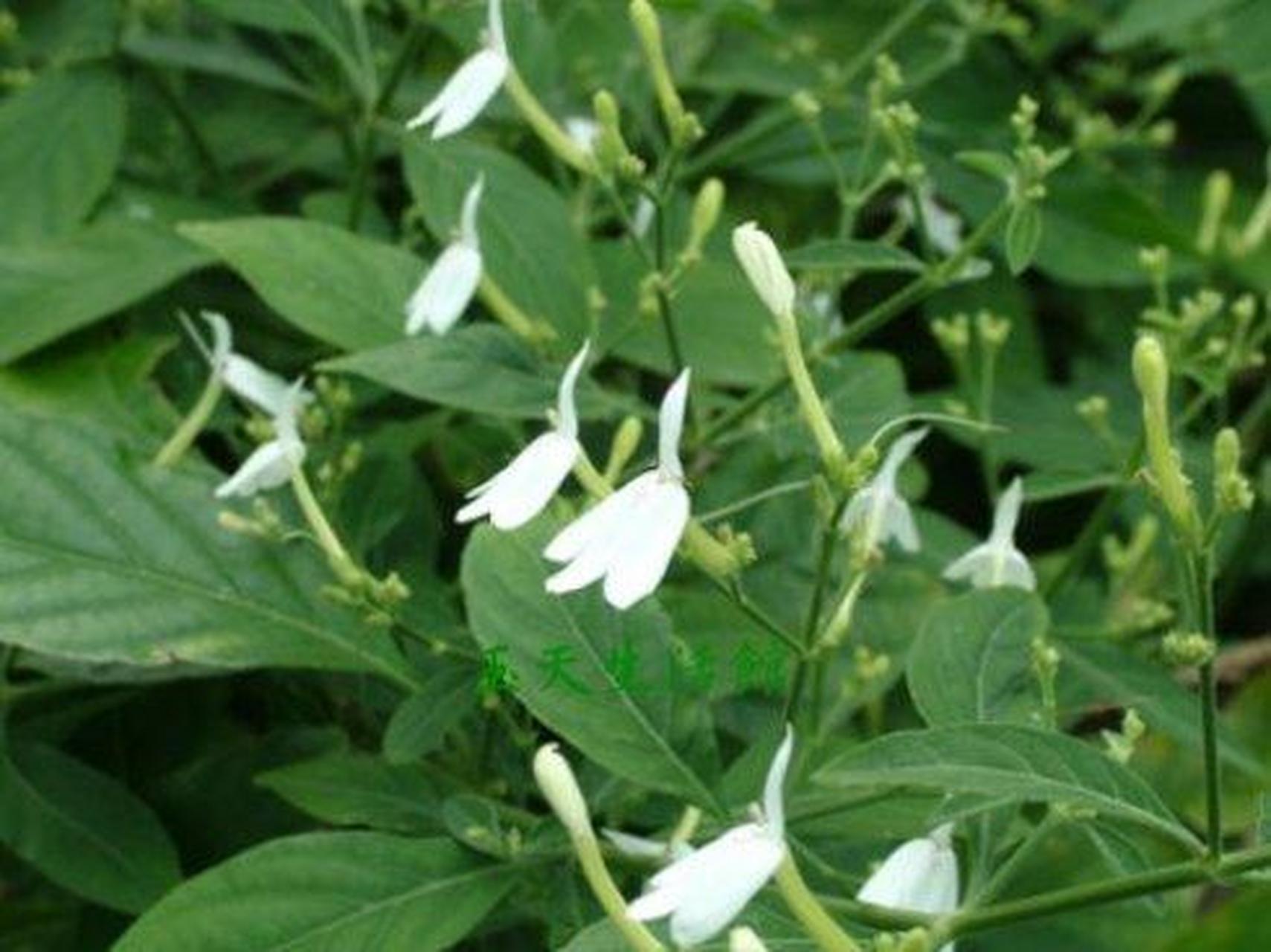 为爵床科灵枝草属植物白鹤灵芝的枝或叶.分布于云南,广东,海南等地.