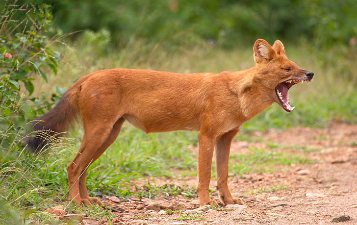 国人口中神秘的豺狗,究竟是什么样的一种动物?