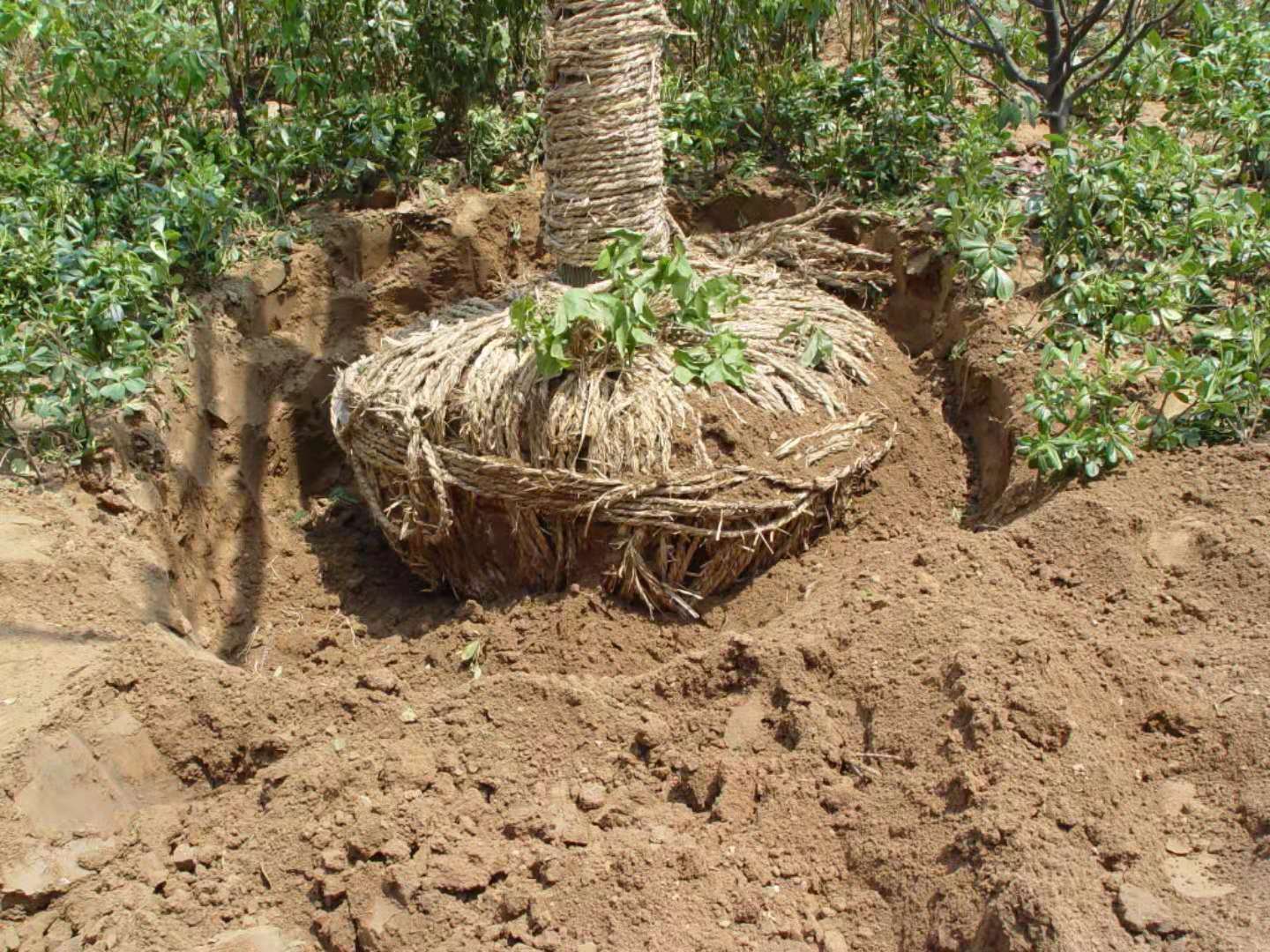 植物移栽 2020年最新商品信息聚合专区 百度爱采购