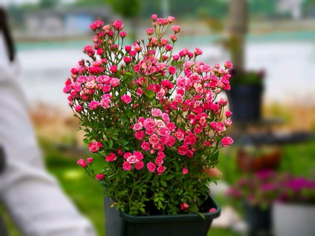 迷你月季花 - 2020年最新商品信息聚合专区 - 百度爱采购