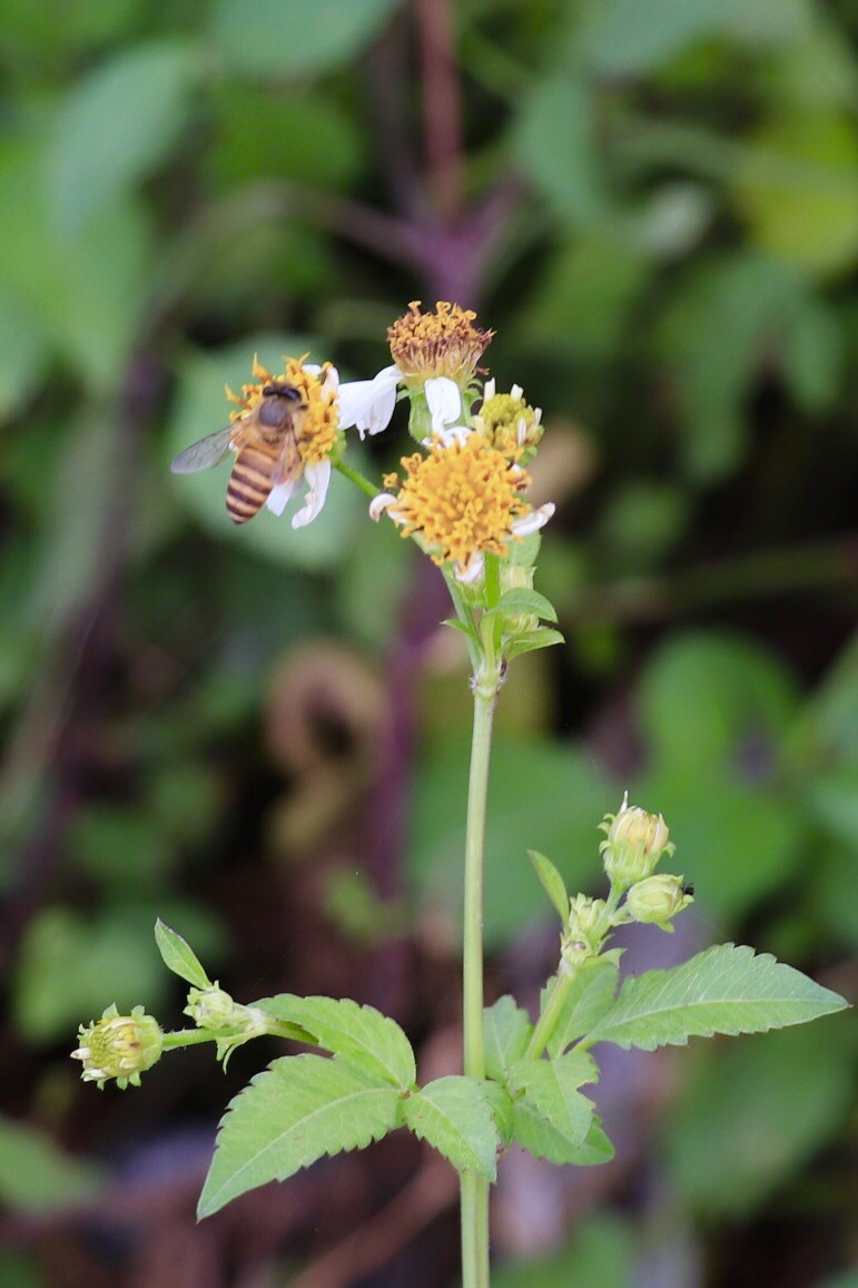 摄影:蜜蜂采小野花