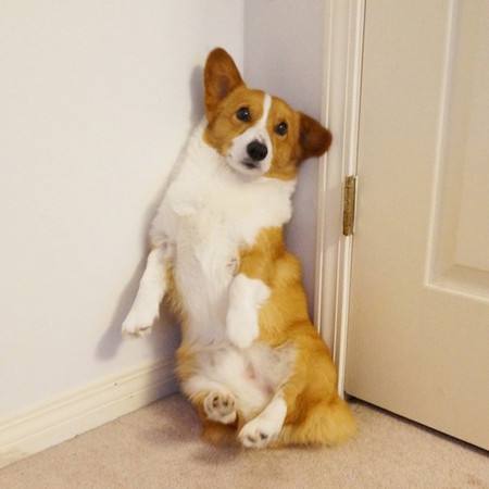 短腿小柯基为什么要断尾?有什么好处呢