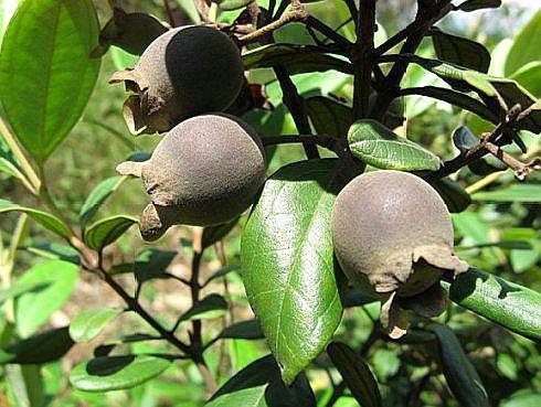 儿时回忆的各种常见野果