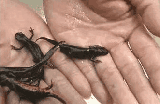 男子野外捉到娃娃鱼幼崽,上交时专家忙令男子洗手检查身体