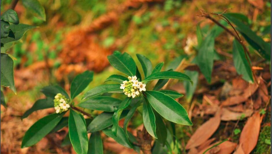 瑞香花有哪些品种,你知道几个