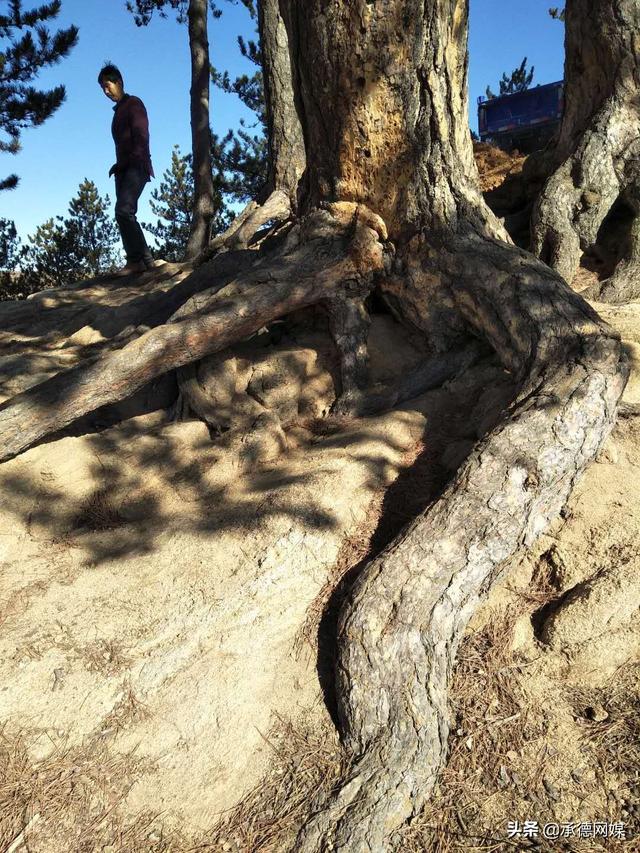 承德隆化县太平庄乡一千年古松亟待保护