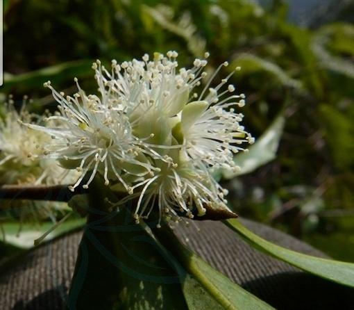 四川山矾知识科普,这些你可能不知道!