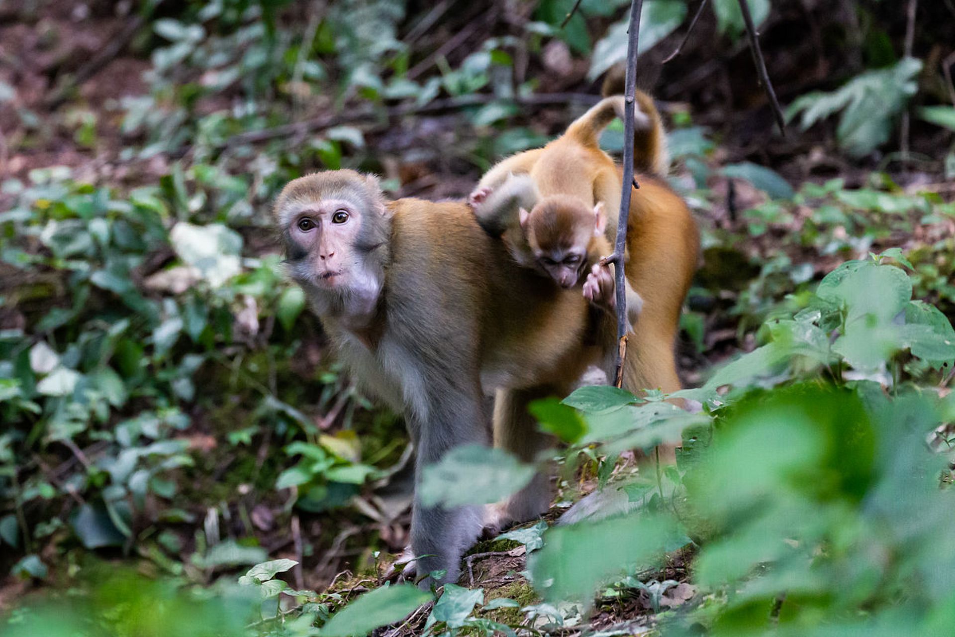 热带雨林中的猴子,它们的灵活和机智让我们深感敬佩.