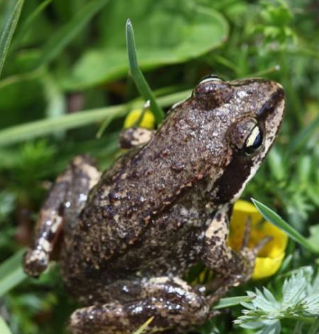 林蛙如何人工饲养,场地要怎样修建,如何喂养和管理