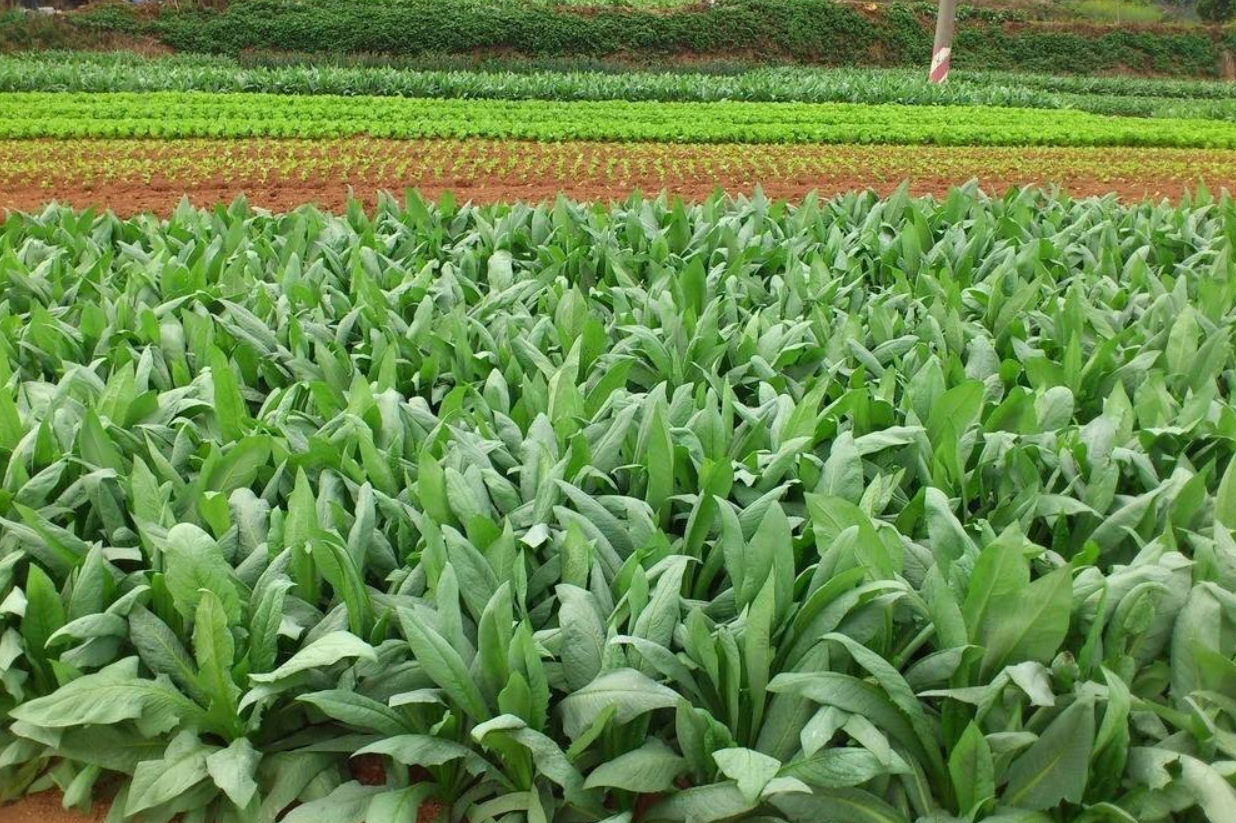 蔬菜种植 - 热门商品专区