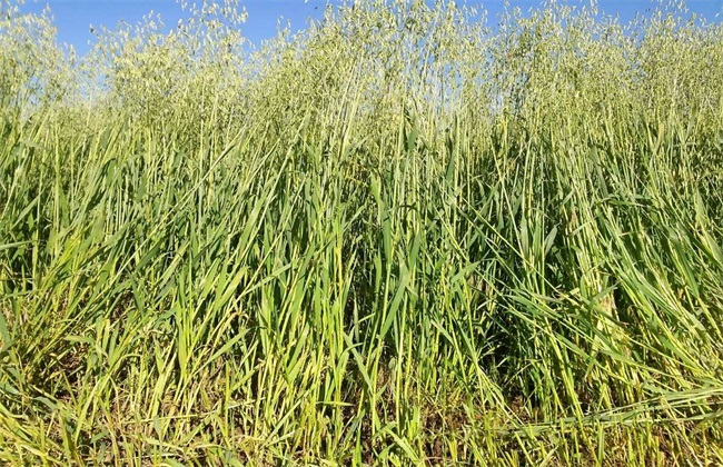 燕麦- 热门商品专区