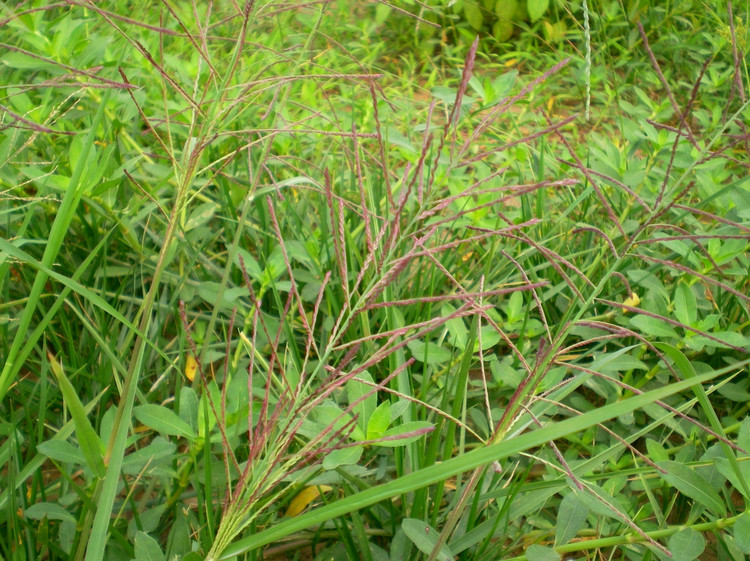 带你全面的认识千金子