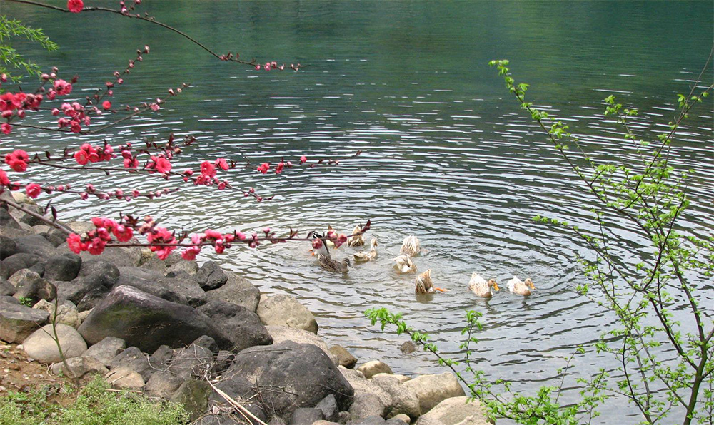 宋代苏轼《惠崇春江晚景二首 / 惠崇春江晓景二首》原文,背景及赏析