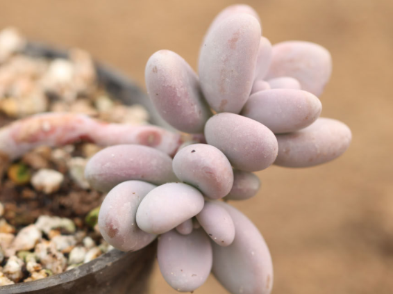 多肉植物月美人,它美丽迷人,养护时要注意这几点