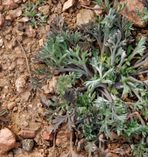 它全体密被白毛,看上去绵软如绒.茵陈蒿幼苗多卷曲成团状,灰绿色.