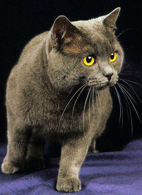 chartreux/卡尔特猫