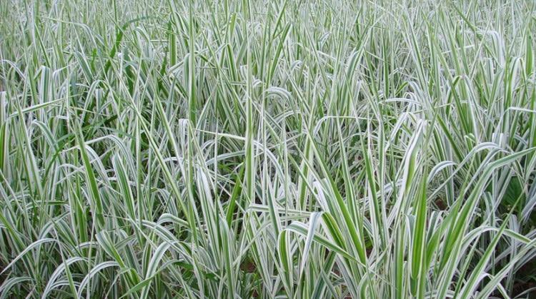 这种植物在先人祖坟旁,村民都说要懂得珍惜和感恩