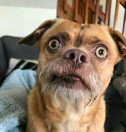 丑到爆红!萌汪总是一脸「惊呆样」