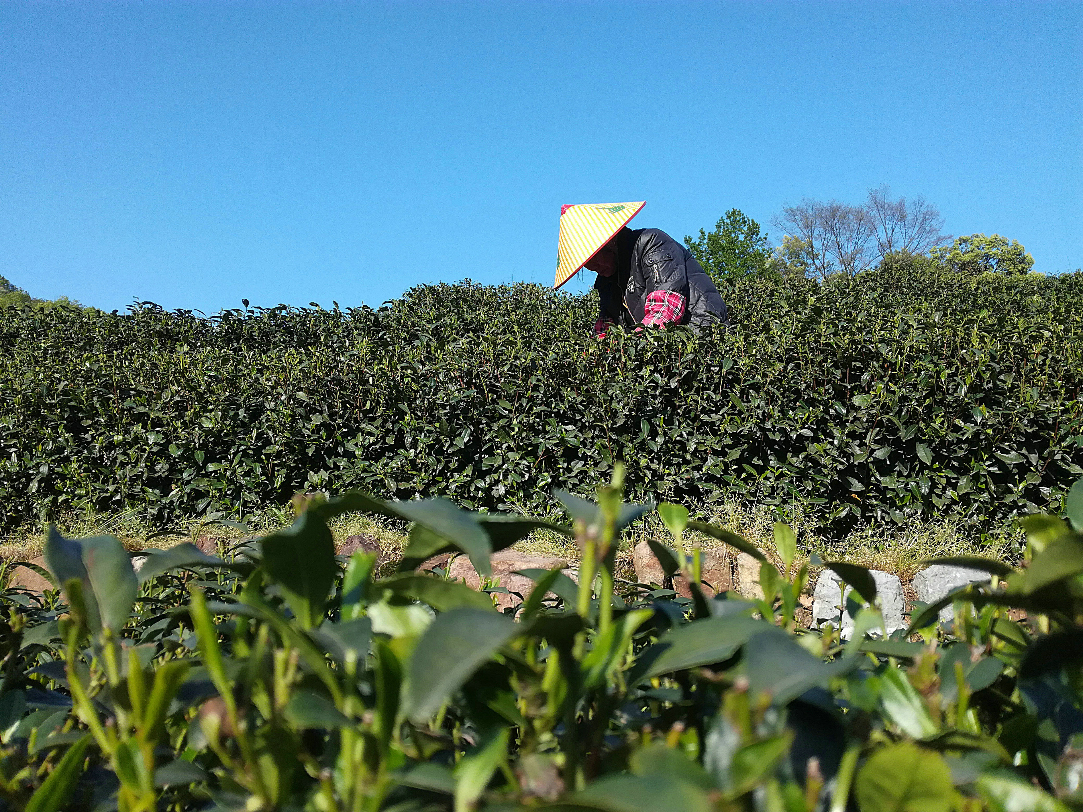 龍井茶與西湖龍井茶的差別