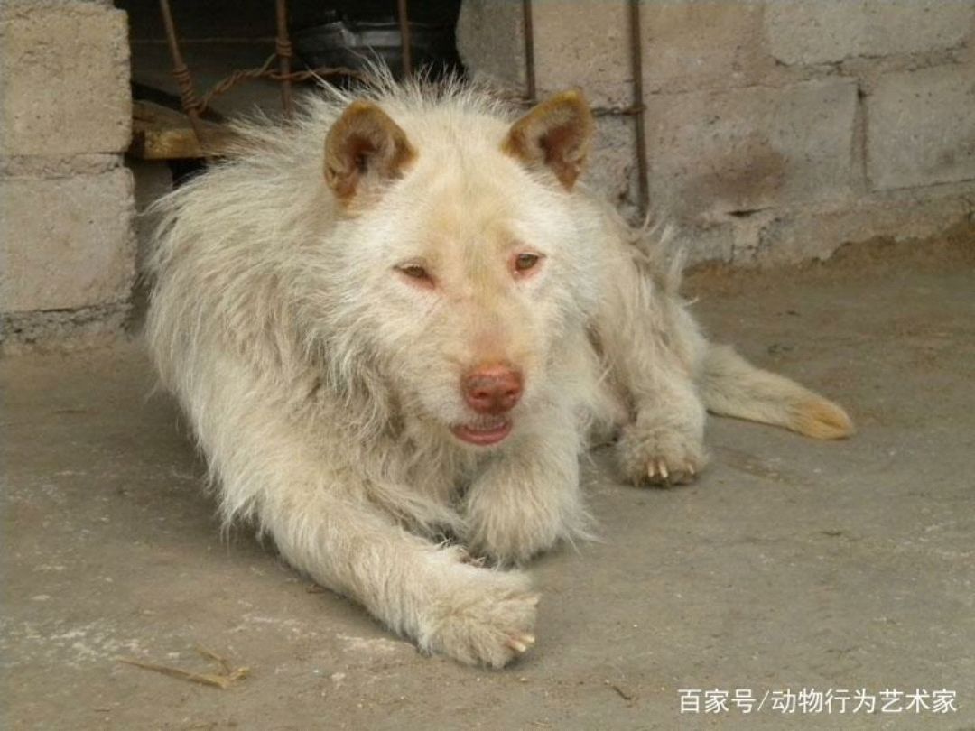 贵州下司犬图片