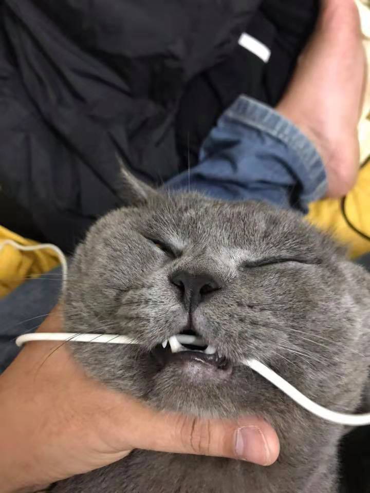 猫咪突然性情大变,主人无奈,动手掐住猫脖子:你再动动试试!