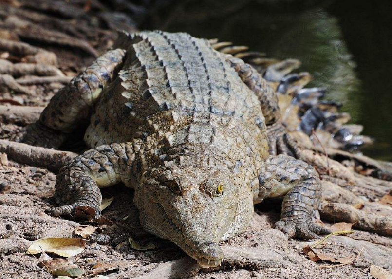 这种鳄鱼就是澳洲鳄鱼,澳洲鳄鱼分为两大类:淡水鳄鱼和咸水鳄鱼,淡水