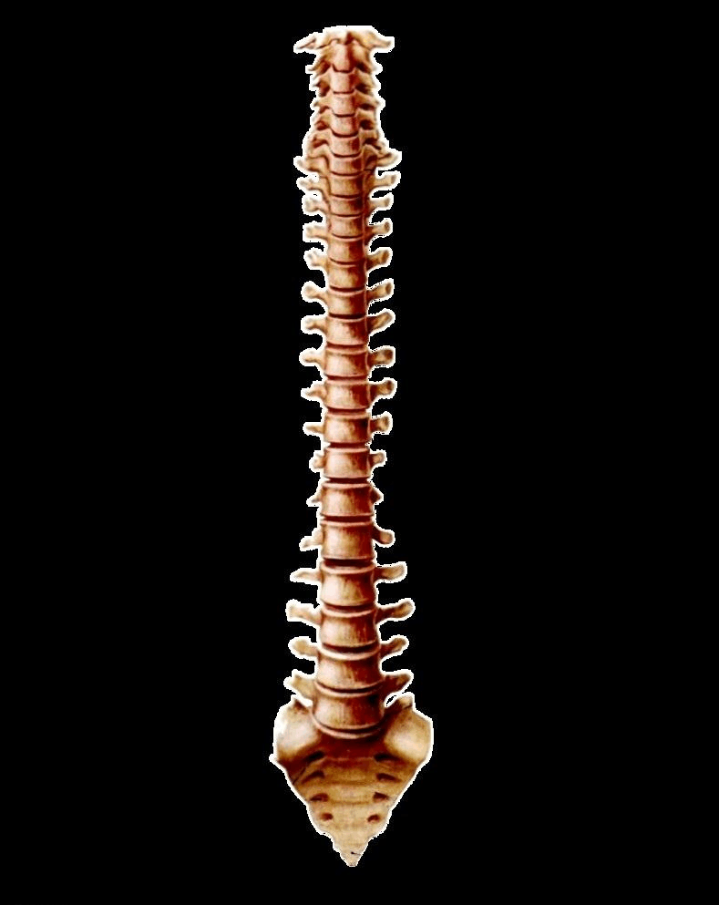 适度运动 避免久坐 关爱自"脊" 健康开启