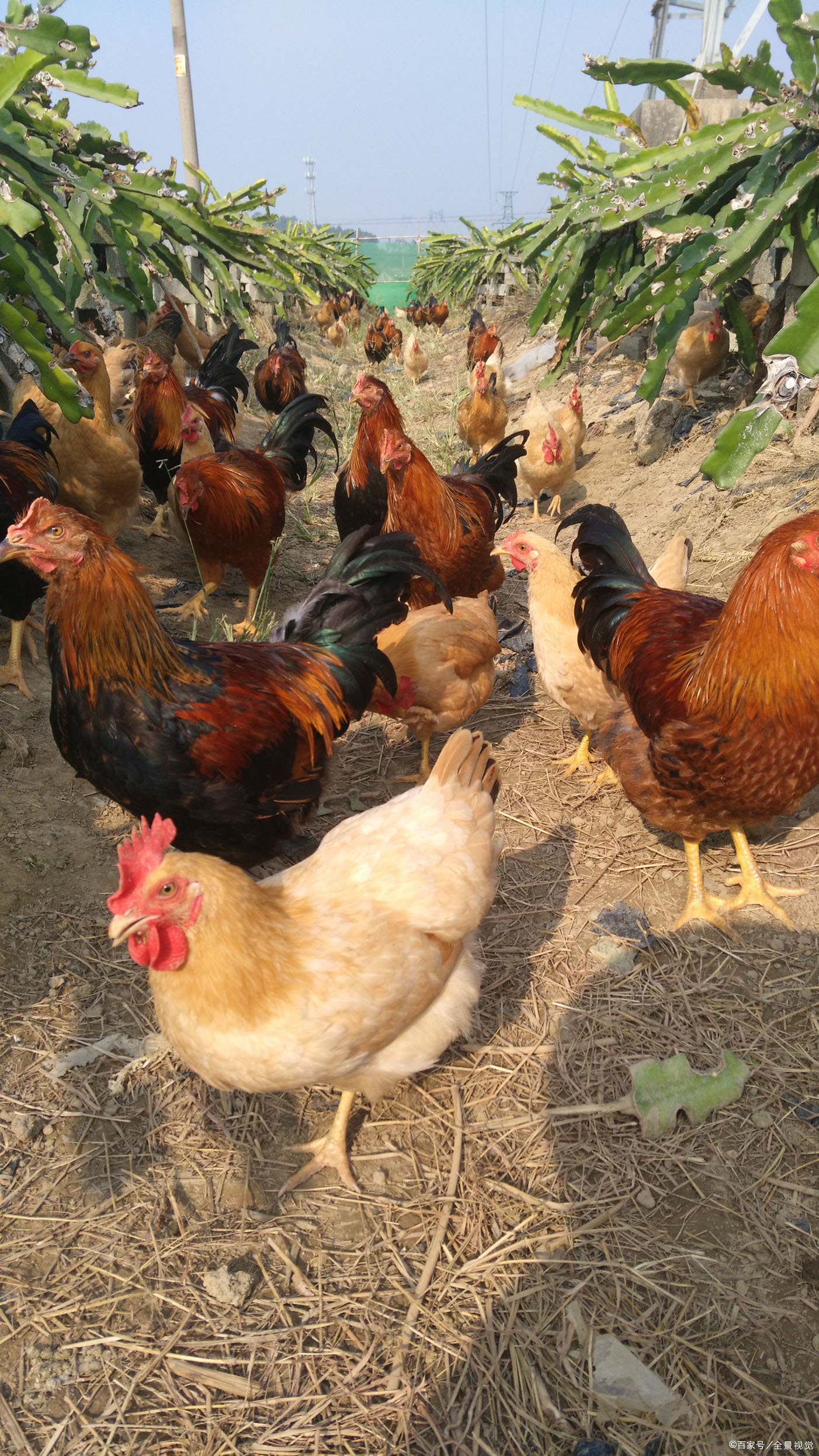 土鸡的公鸡 - 2020年最新商品信息聚合专区 - 百度爱采购