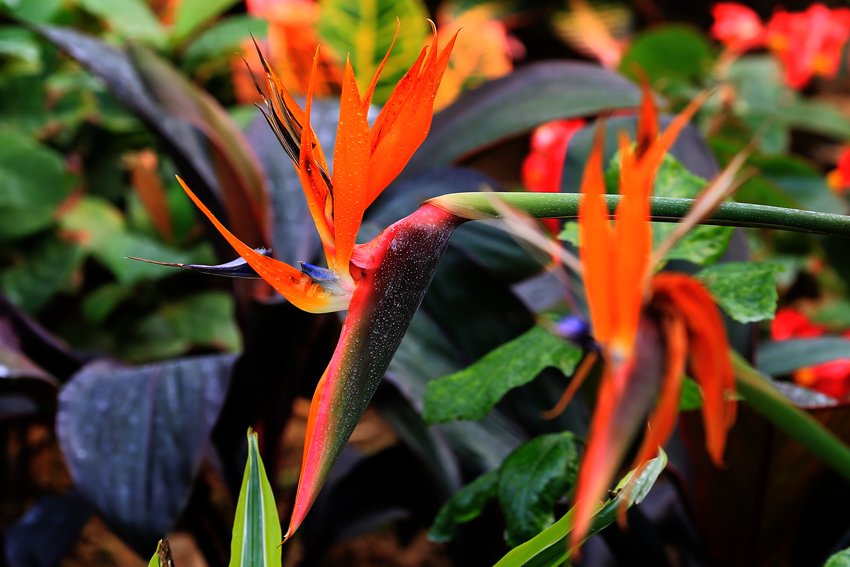 换盆:鹤望兰根系发达,生长茂盛,幼苗期需每年换盆1次,成株后每2年