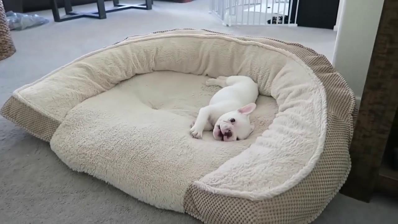 斗牛犬被主人宠坏,在床上撒泼打滚不肯起床,好像个"泼妇"