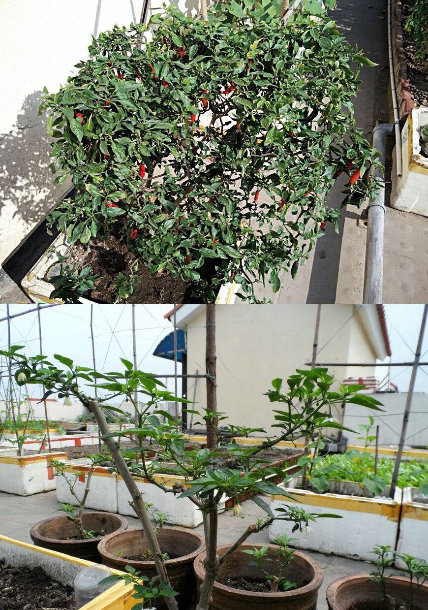 盆栽辣椒怎么过冬?她用1个简单的方法,养到两年多,辣椒结满枝