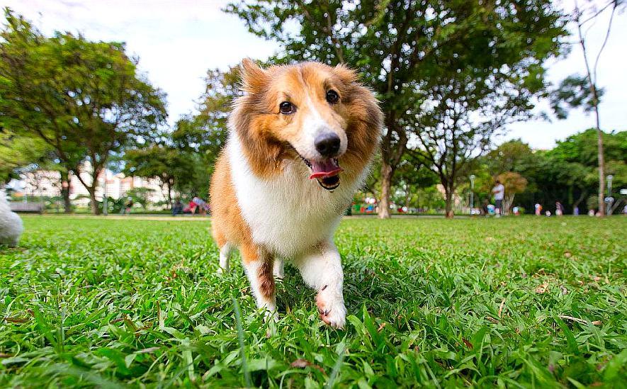 喜乐蒂牧羊犬对主人忠诚并且充满感情,是很好的工作犬和家庭犬