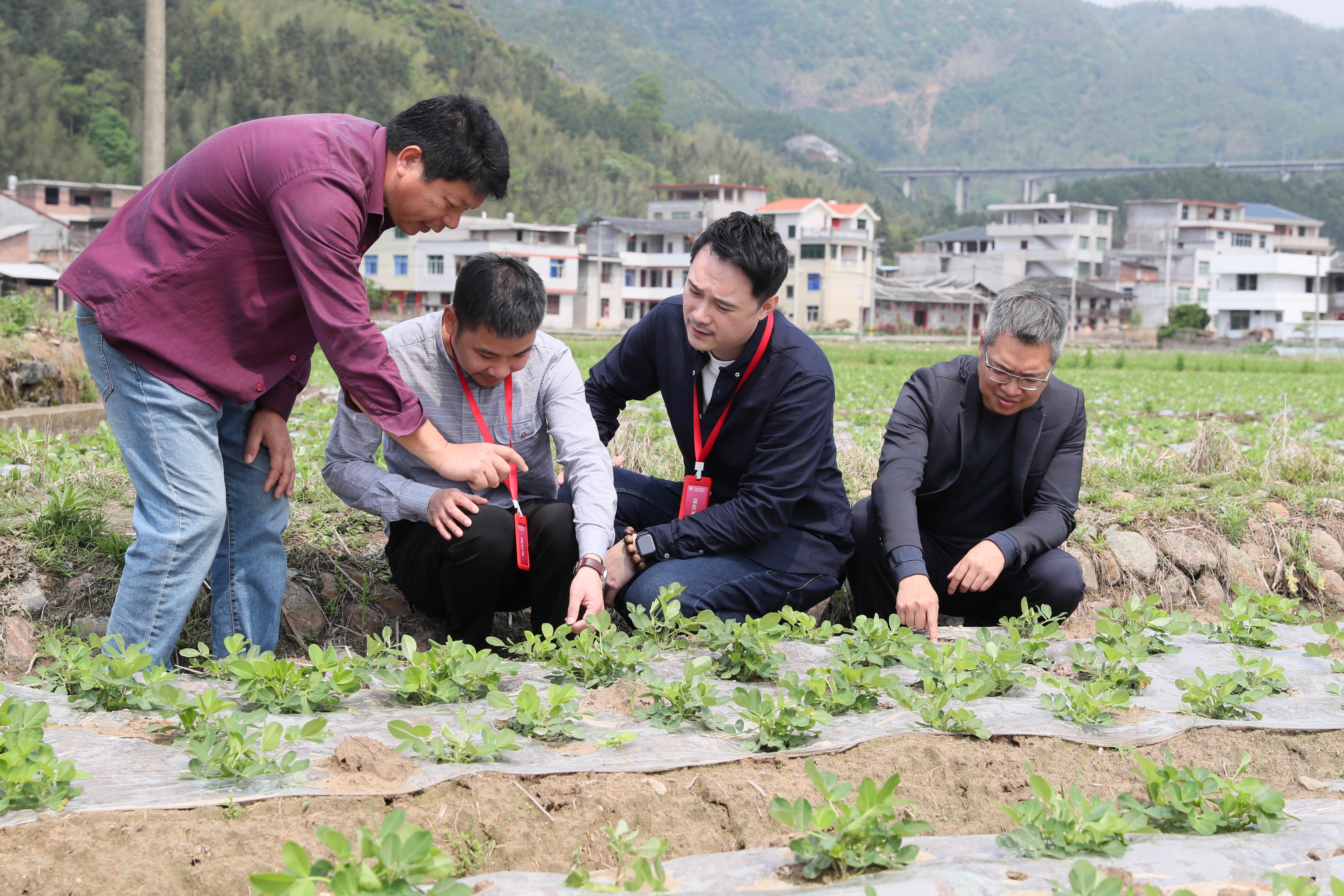 两岸青年同心助力乡村振兴(5)