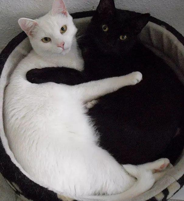 情侣黑猫白猫图像图片